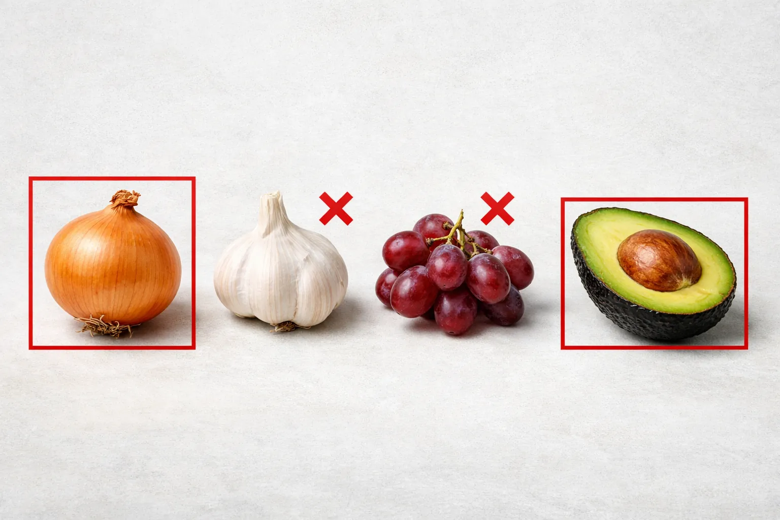 Légumes interdits pour le chien — oignon ail raisin avocat — mise en scène pédagogique avec signal de danger, fond clair